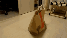 Peek-a-boo GIF - Kitten Grocery Bag GIFs
