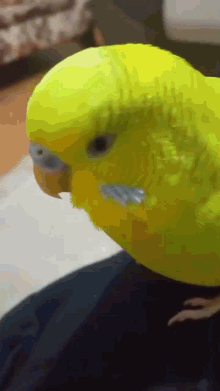 Bird Meme GIF - Bird Meme Birb GIFs