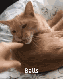 a cat is playing with a person 's finger and the word balls is on the bottom of the picture