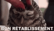 Bon Rétablissement GIF - Owl Sleeping Bon Retablissement GIFs