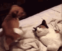 Funny Dog Piles On Cat GIF