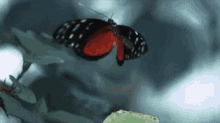 Butterfly Insect GIF - Butterfly Fly Insect GIFs