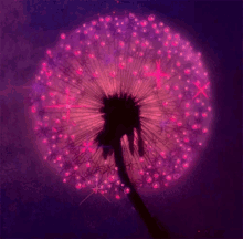 Flower Sparkles GIF - Flower Sparkles Wish GIFs