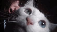 Peeper Cattt GIF - Peeper Cattt Eyeballz GIFs