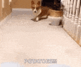 Corgi Dog GIF - Corgi Dog Pet GIFs
