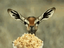Popcorn Chewing GIF
