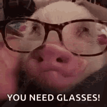 Pig Glasses GIF - Pig Glasses Adorable GIFs