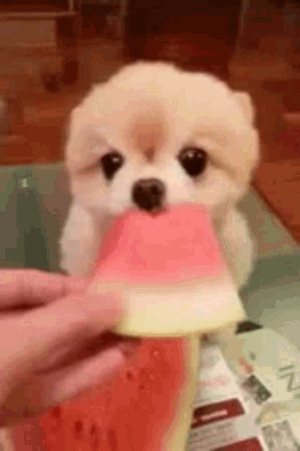 Cute Animals Dog GIF - Cute Animals Dog Eating Watermelon GIFs