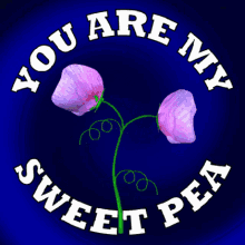 You Are My Flower Sweet Pea GIF - You Are My Flower Sweet Pea Flowers For You GIFs