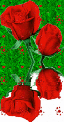 Flowers Roses GIF