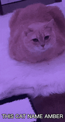 Cat Amber GIF