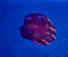 深海魚 GIF