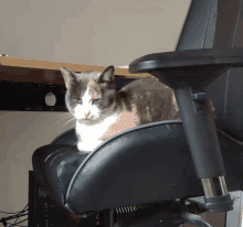 Mad Cat Angry Cat GIF - Mad Cat Angry Cat Give Me Treats GIFs