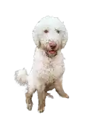 a white dog with a brown nose is sitting on its hind legs and looking at the camera