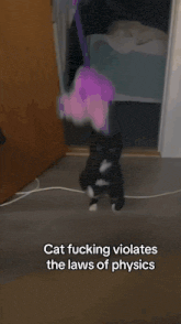 a black and white cat is standing in a room with the words cat fucking violates the laws of physics below it