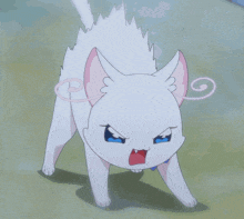 a white cat with a swirl around its ear looks angry