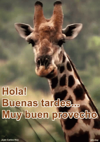 Hola Buenas Tardes GIF - Hola Buenas Tardes Muy Buen Provecho - Discover &  Share GIFs