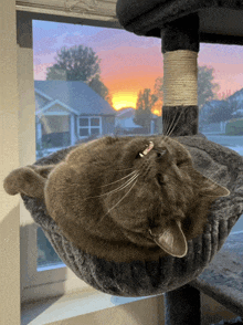 a cat is laying on a cat tree in front of a window with a sunset in the background