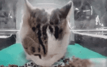 Hello Street Cat GIF - Hello Street Cat GIFs