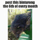 a picture of a bear with the text post this binturong the 6th of every month