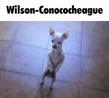 Wilson-conocoheague Maryland GIF - Wilson-conocoheague Maryland Wilson GIFs