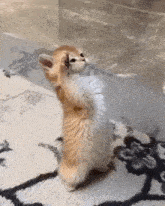a small kitten is standing on its hind legs on a carpet .