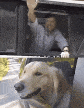 a dog is sticking its head out of a car window while a man looks on