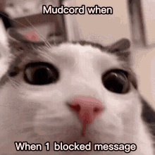 mudcord silly cat blocked message