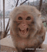 a close up of a monkey 's face with a watermark that says hailuo ai