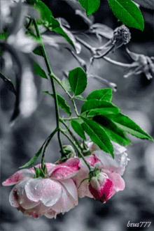 Hanging Flowers GIF - Hanging Flowers Leaves GIFs