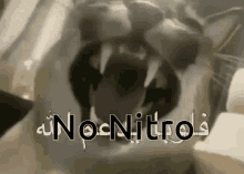 Floppa No Nitro No Perms GIF - Floppa No Nitro No Nitro No Perms GIFs