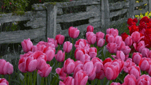 Tulip Rose GIF