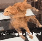 a cat is swimming in a fish bowl with the caption swimming in a fish bowl
