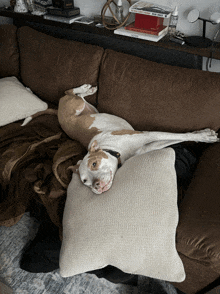 Todaydrainedme Exhausted GIF - Todaydrainedme Exhausted Dog GIFs