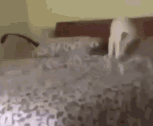 Dog Pooping On Bed Spinning Dog GIF