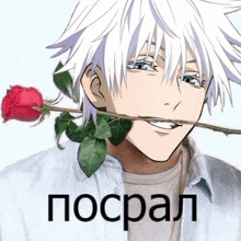 a man with white hair is holding a red rose in his mouth and the word pospal is on the bottom