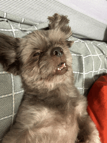 a small dog is laying on a bed with its eyes closed