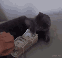 Over Protective Cat GIF