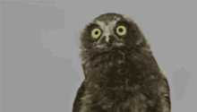 Owl Nu GIF - Owl Nu Uh GIFs