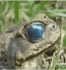 Toad Eye GIF - Toad Eye Worm GIFs