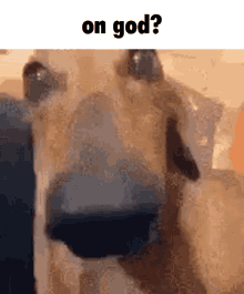 Dog Nose GIF