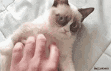 Grumpy Cat Stop GIF - Grumpy Cat Stop Scratch GIFs