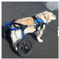 a dog wearing a blue harness and a wheelchair is on a beach