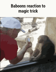 Magic Baboon GIF - Magic Baboon GIFs