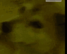 a close up of a dog 's face in a blurry photo .