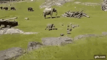 Elephant Play GIF