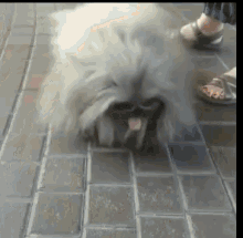 Chewbacca Dog GIF - Chewbacca Dog GIFs