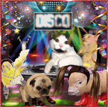 Disco Disco Party GIF - Disco Disco Party Party GIFs