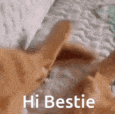 Hi Bestie Mushie GIF - Hi Bestie Mushie GIFs