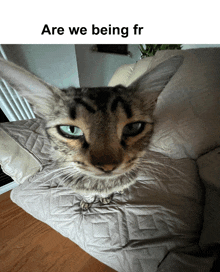 a cat laying on a couch with the words " are we being fr " below it
